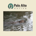Nov. 4, 2022 
The beaver is back: Pair of the semiaquatic rodents spotted in Palo Alto